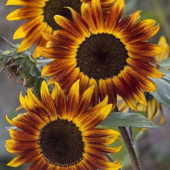 sunflowers376